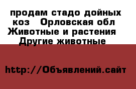 продам стадо дойных коз - Орловская обл. Животные и растения » Другие животные   